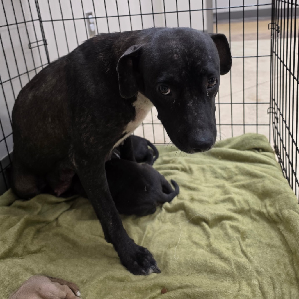 Tink - 072001U, photo 2
