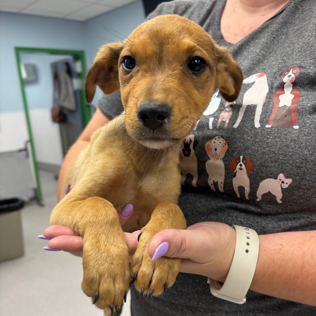ARIA - Shepherd / Retriever, Labrador available for adoption