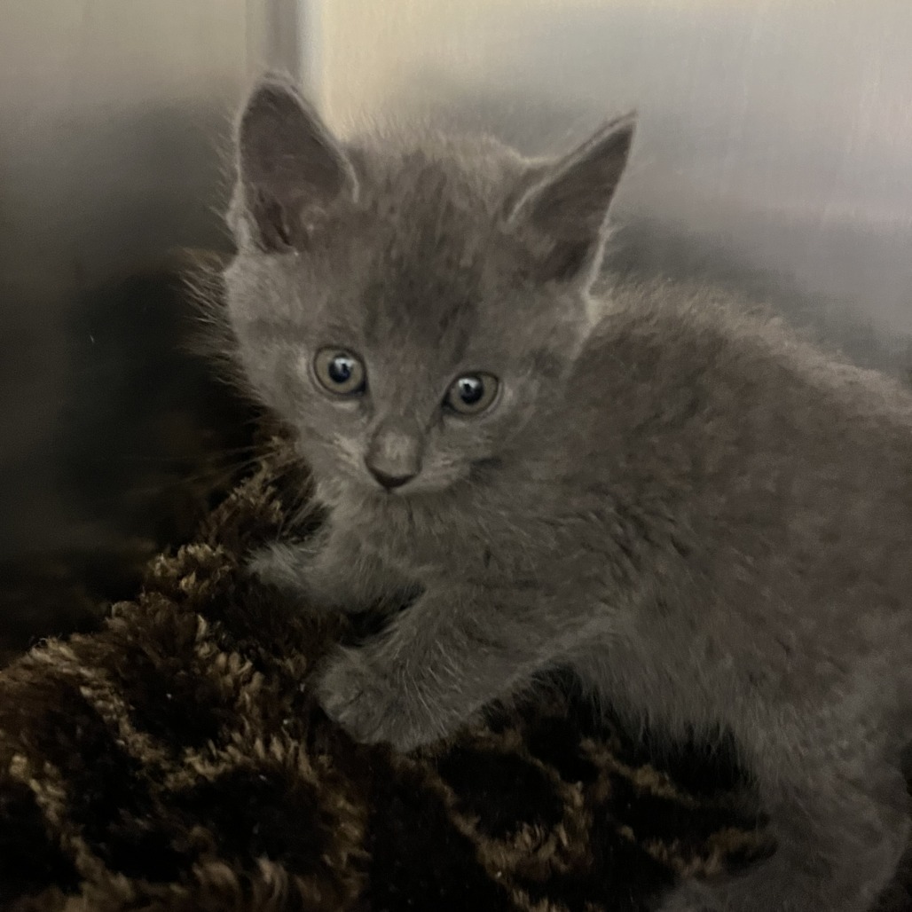DOROTHY (BONDED WITH ROSE) - Domestic Shorthair available for adoption