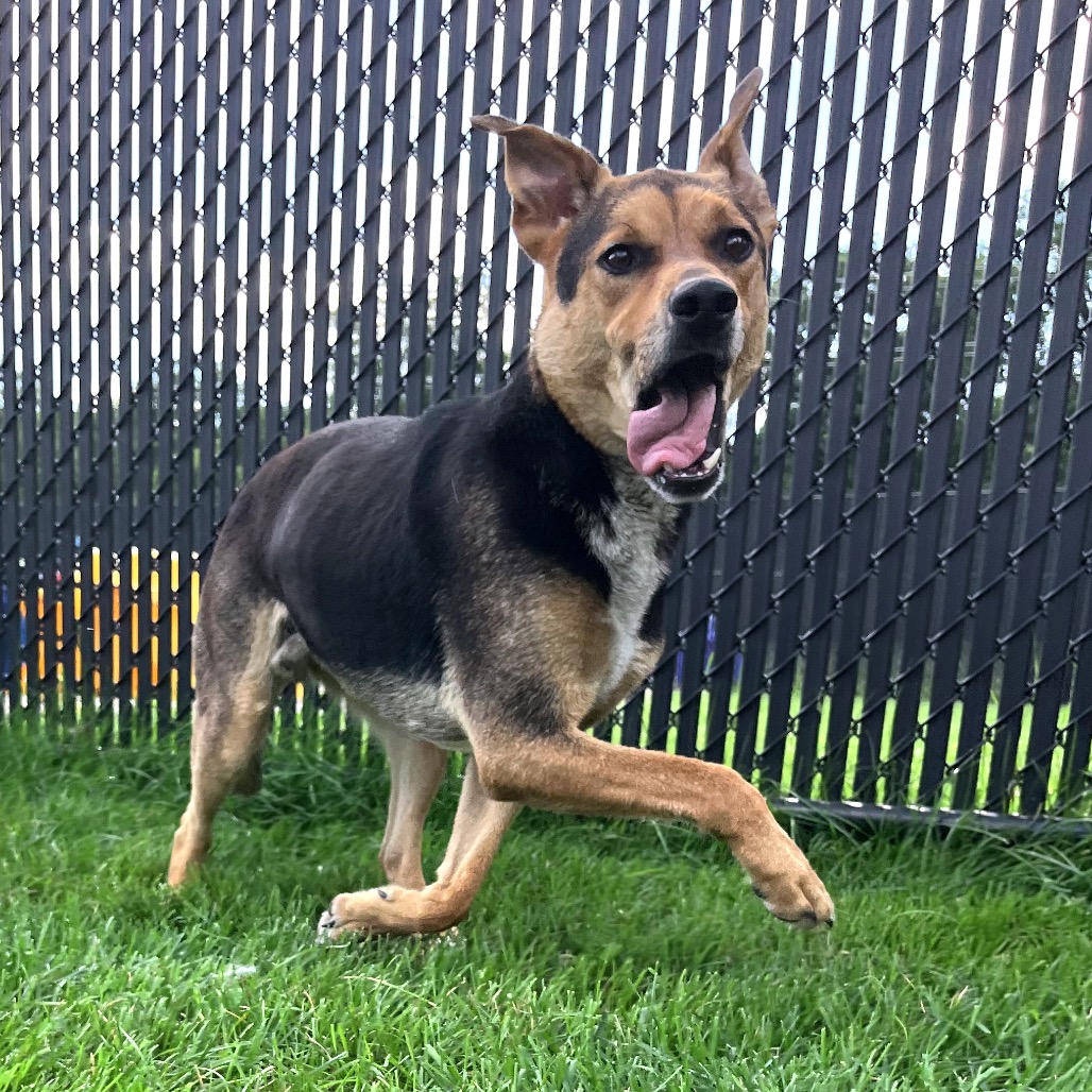 Bruno 