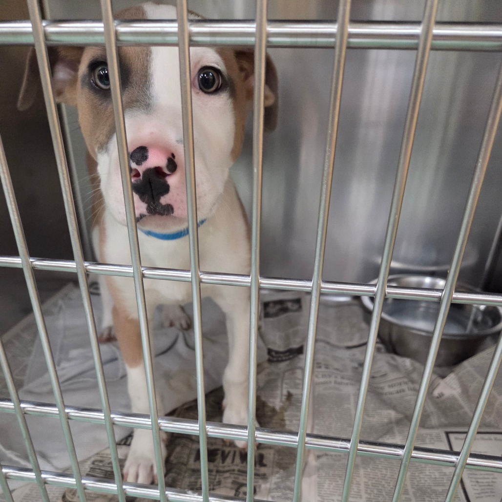 BENTEN — thumbnail 2