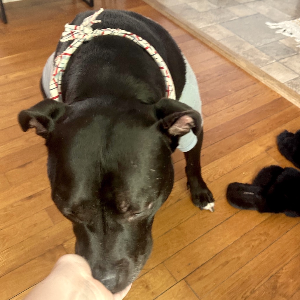 Bowser, photo 42