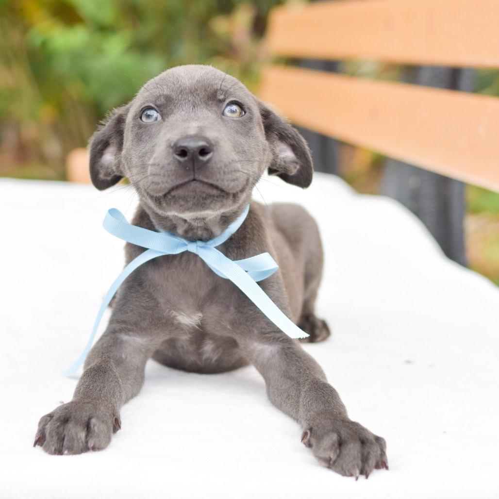 Mixed Breed