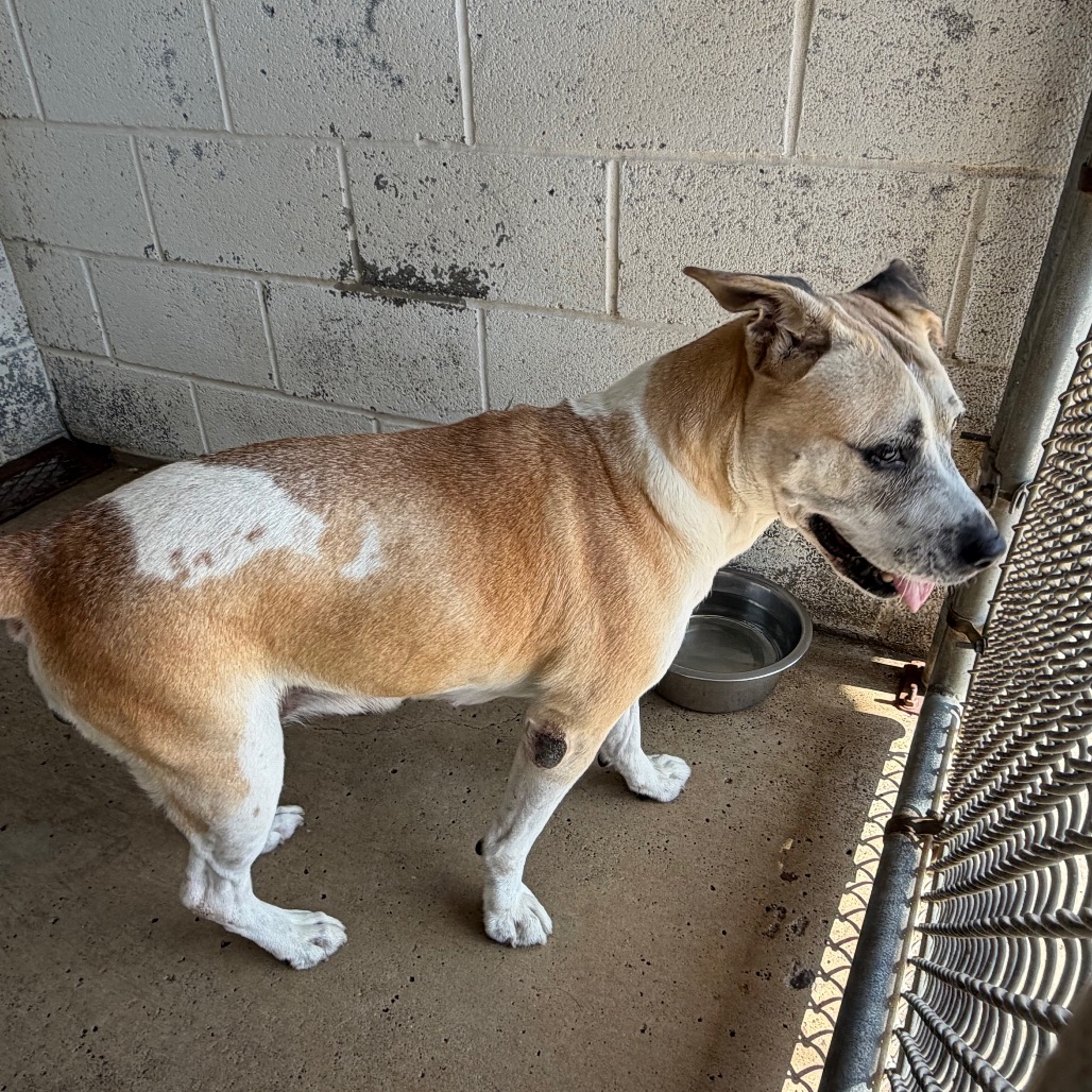 MUFFIN - Shepherd / Mixed Breed (Medium) available for adoption