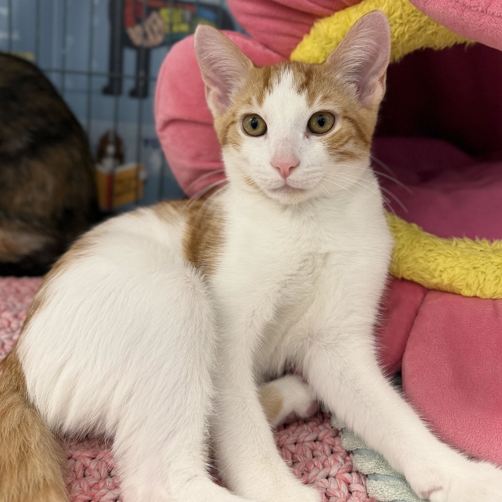 BRILLIANT - Domestic Shorthair available for adoption