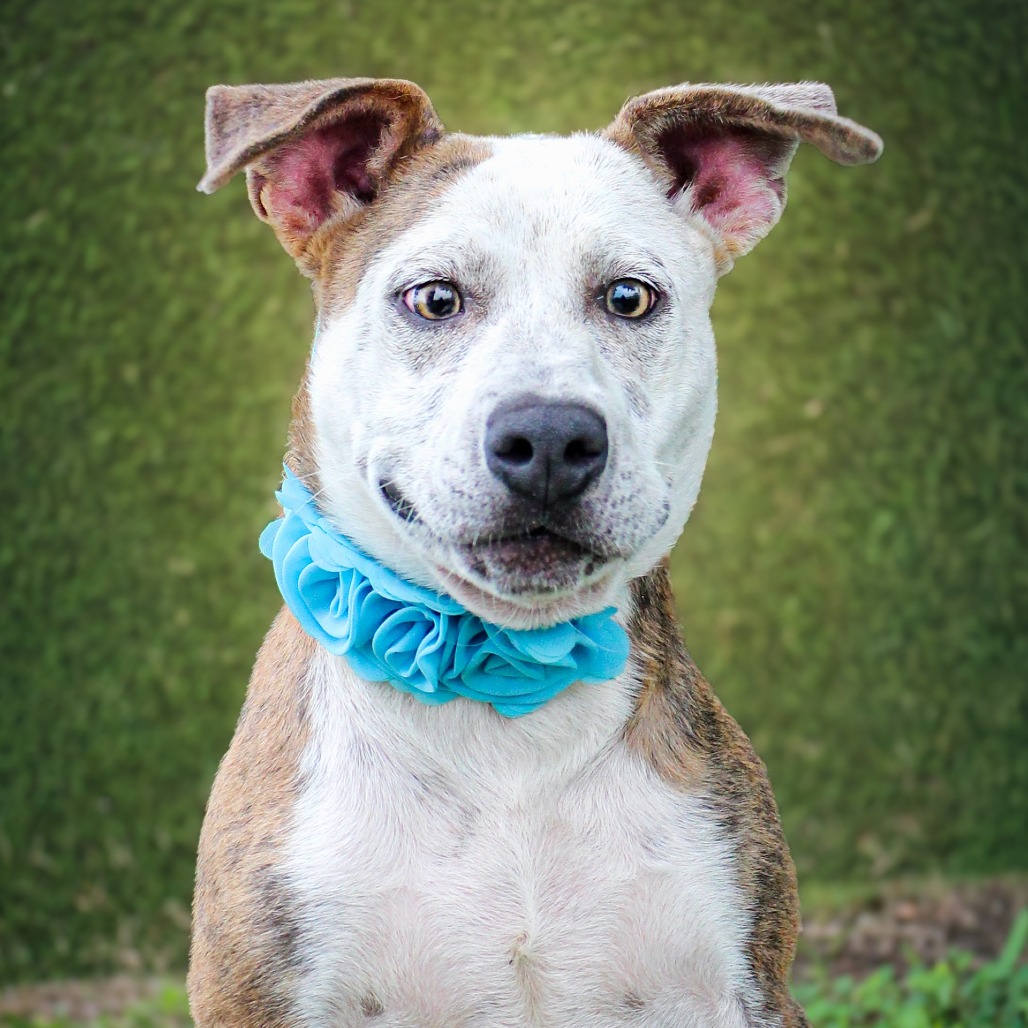 Cheeto, an adoptable dog at SPCA-BC
