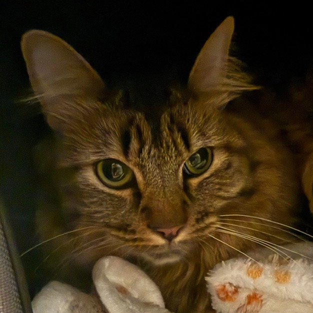 BIBO - Domestic Medium Hair available for adoption