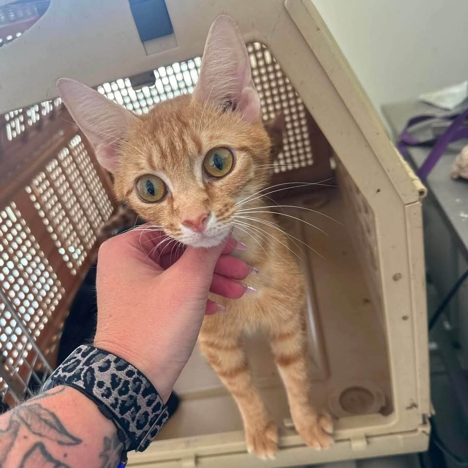 GIGI - Domestic Shorthair available for adoption