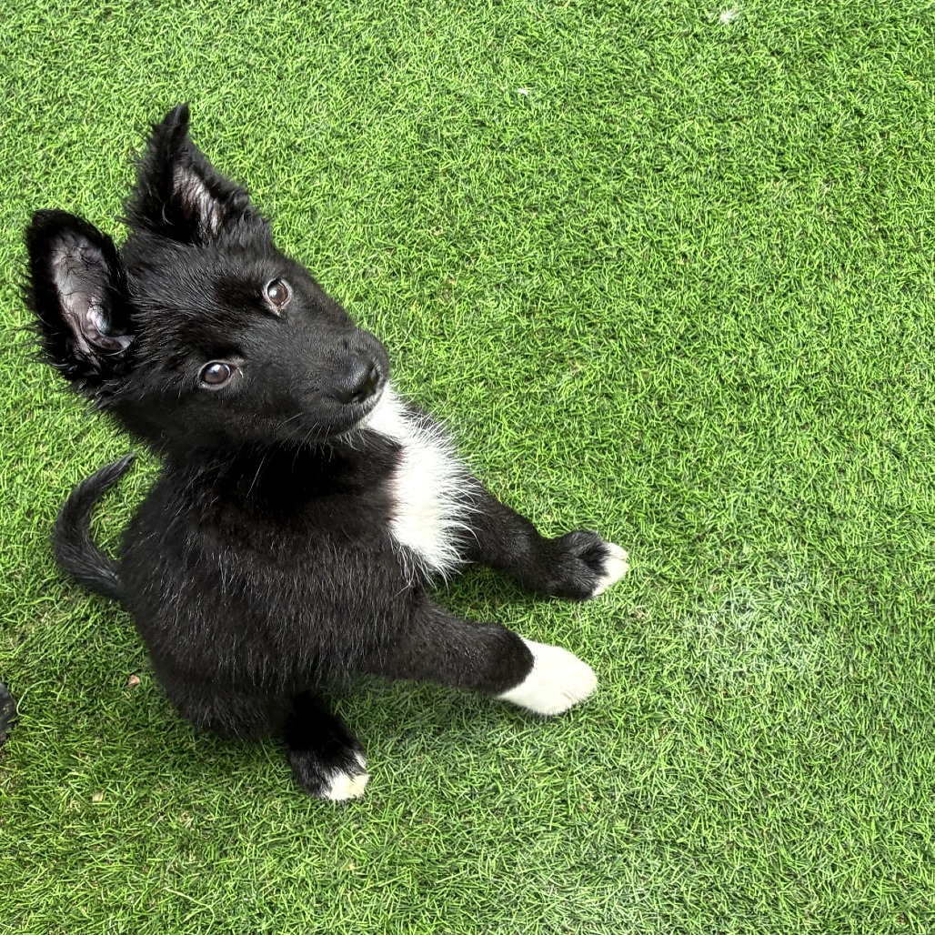 Mixed Breed