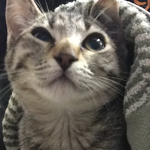 Morita - Domestic Shorthair