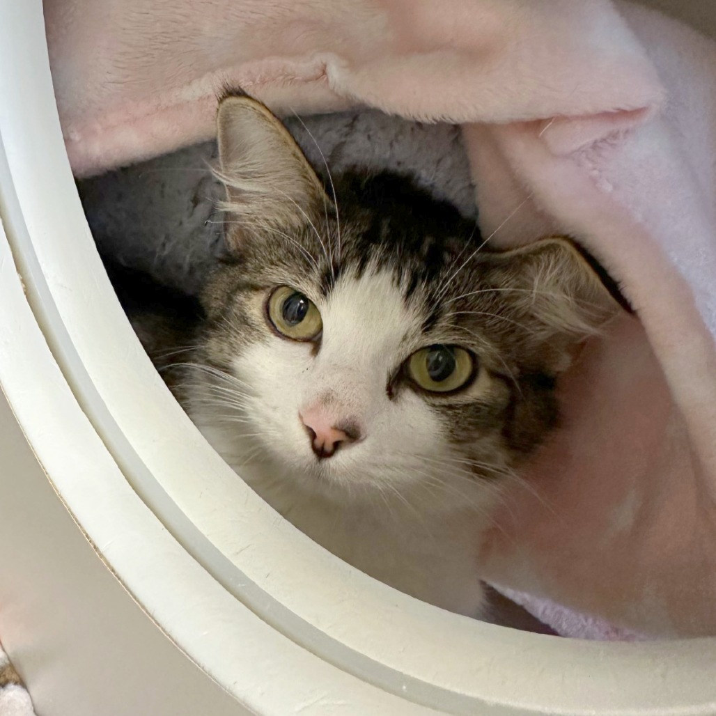 Marilyn — thumbnail 2