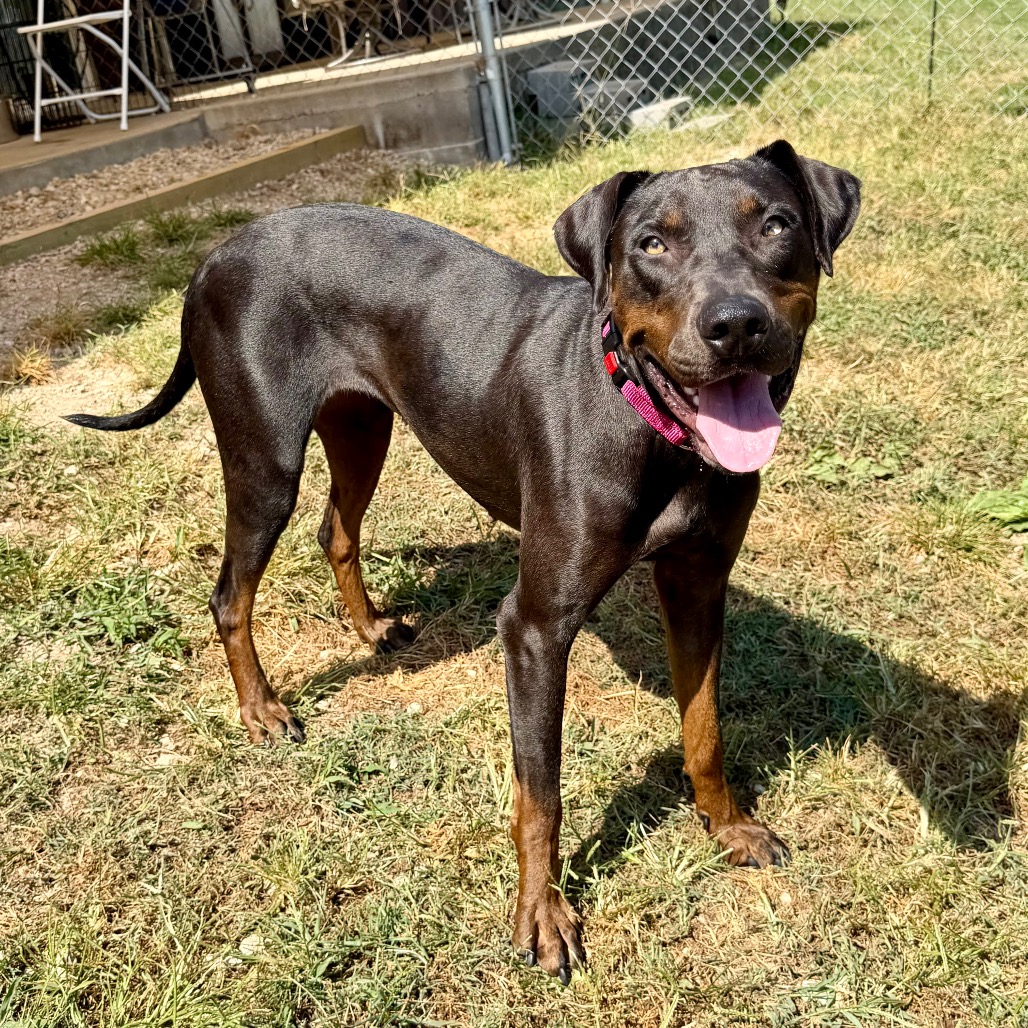 ELSA (AG26-46) - Catahoula Leopard Dog available for adoption