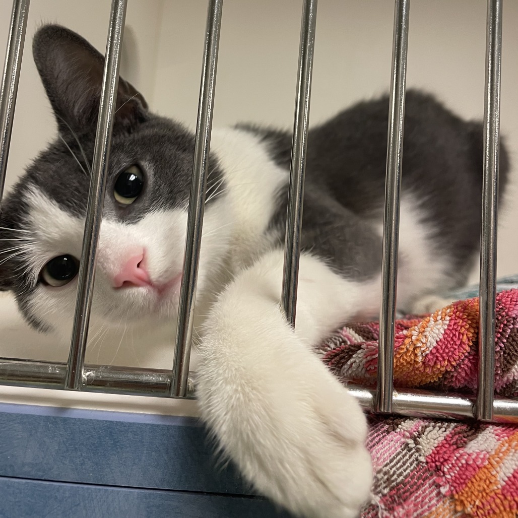 Gumdrop is available for adoption at ACCT Philly