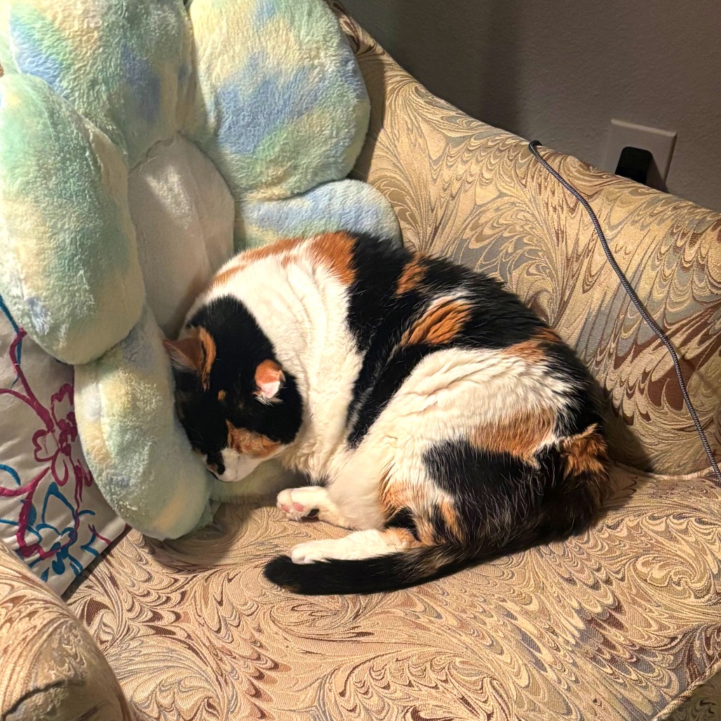 Chrissy — thumbnail 8