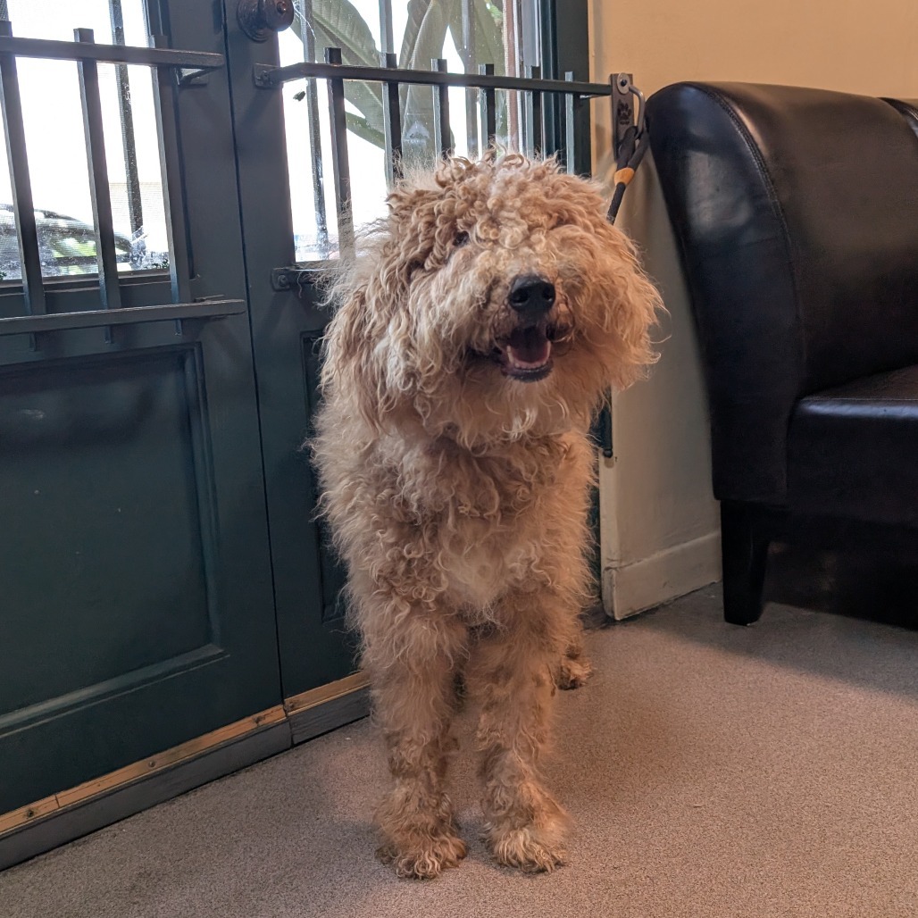 Puddin - Poodle for adoption in Texas