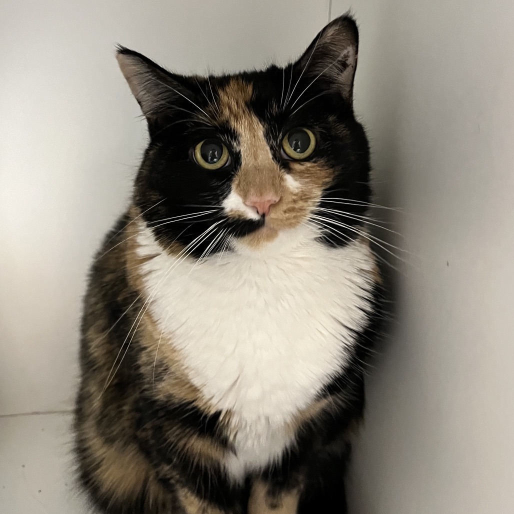 Ella — thumbnail 5