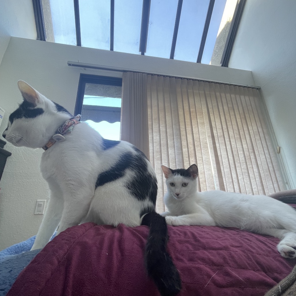 Lily, photo 15
