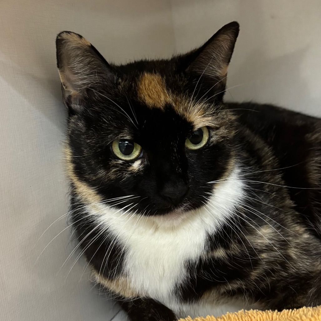 Marinara - Domestic Shorthair