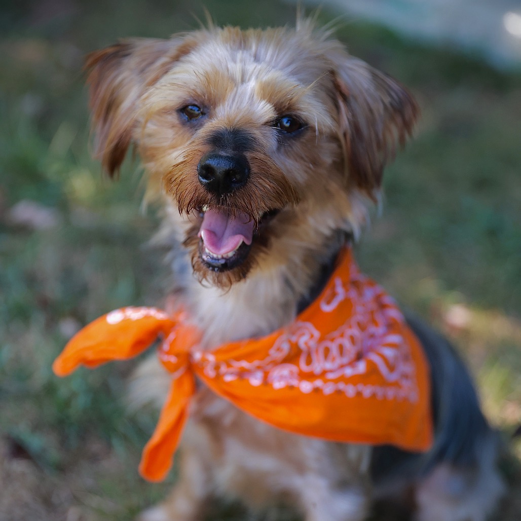 JACK - Terrier, Yorkshire, Yorkie / Terrier available for adoption