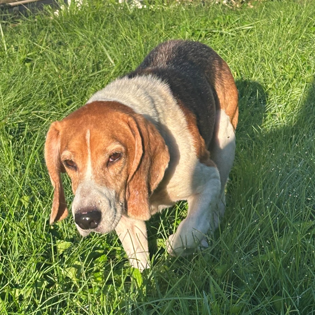 CARSON - Beagle / Mixed Breed (Medium) available for adoption
