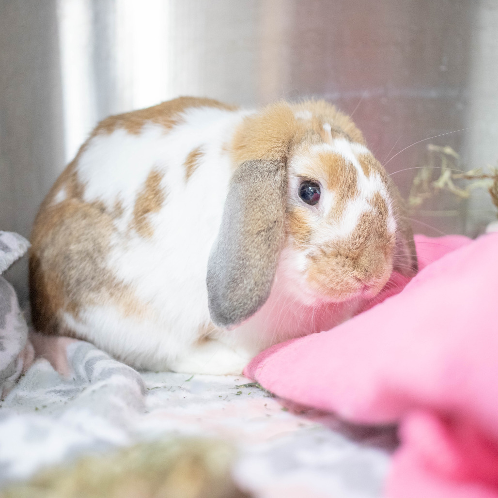 Thumper, photo 6