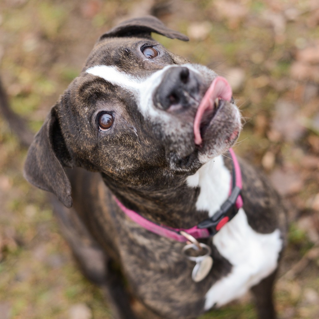 Black Beauty-Foster, photo 25