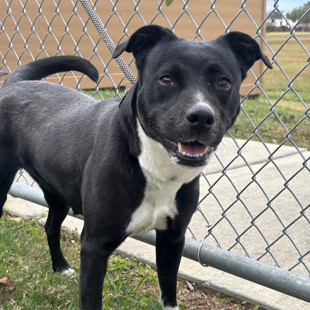 MACARENA - Terrier, Pit Bull / Mix for adoption in League City