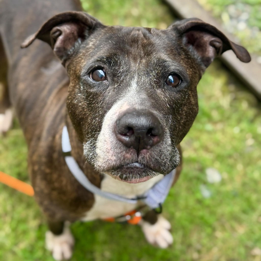 Pit Bull