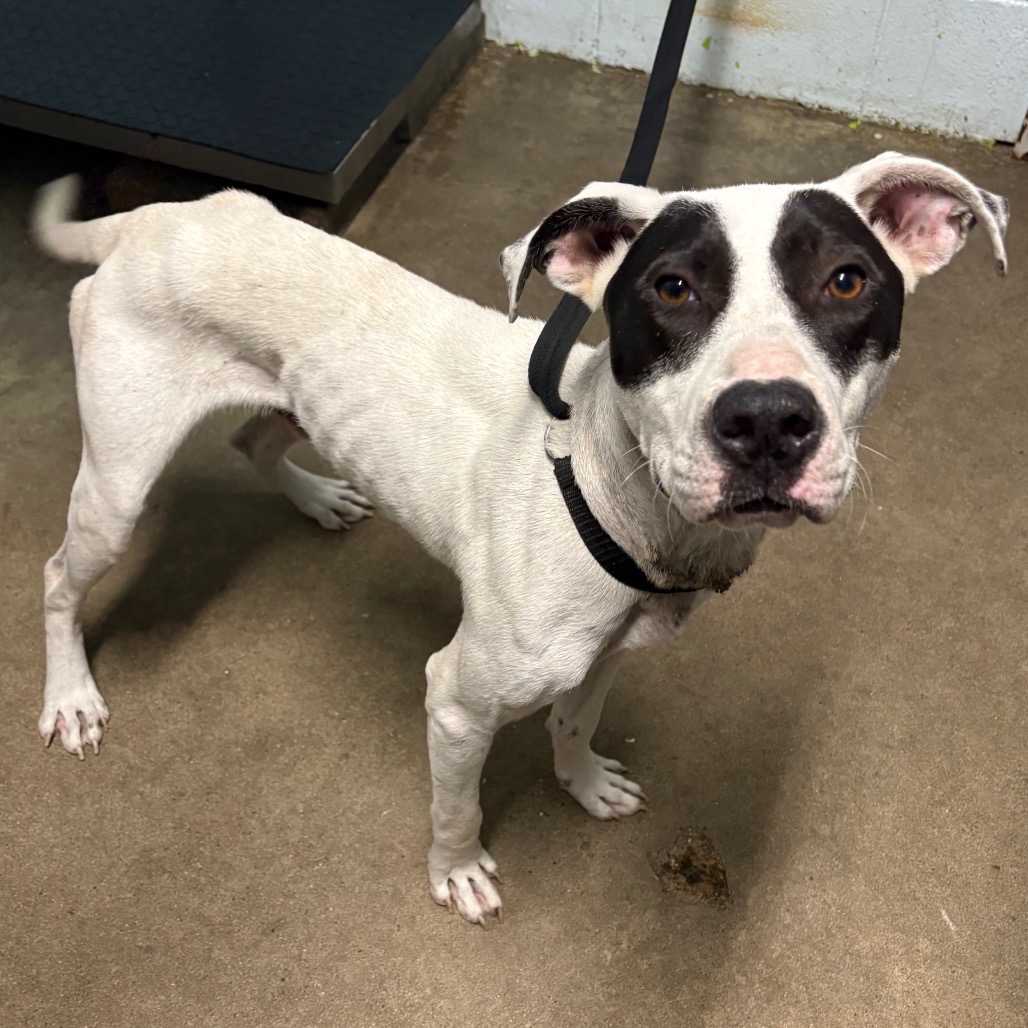 WALTER - Terrier / Pit Bull available for adoption