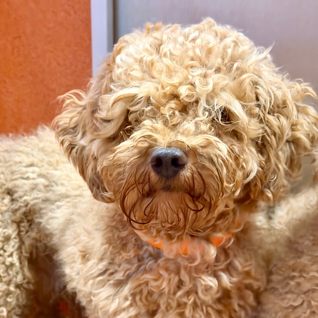 JAKE - MISSOURI (S26-141) - Poodle / Miniature available for adoption