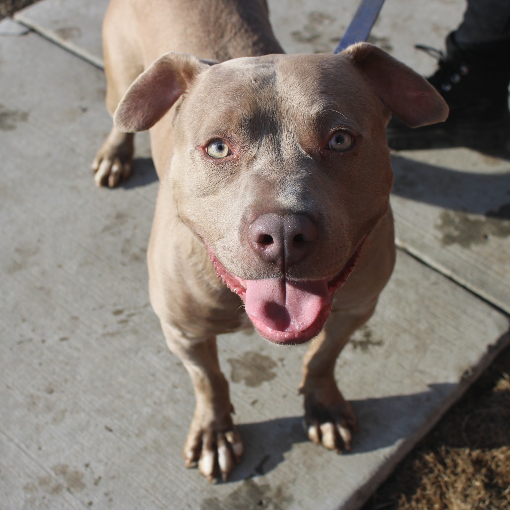 Poppy — thumbnail 3