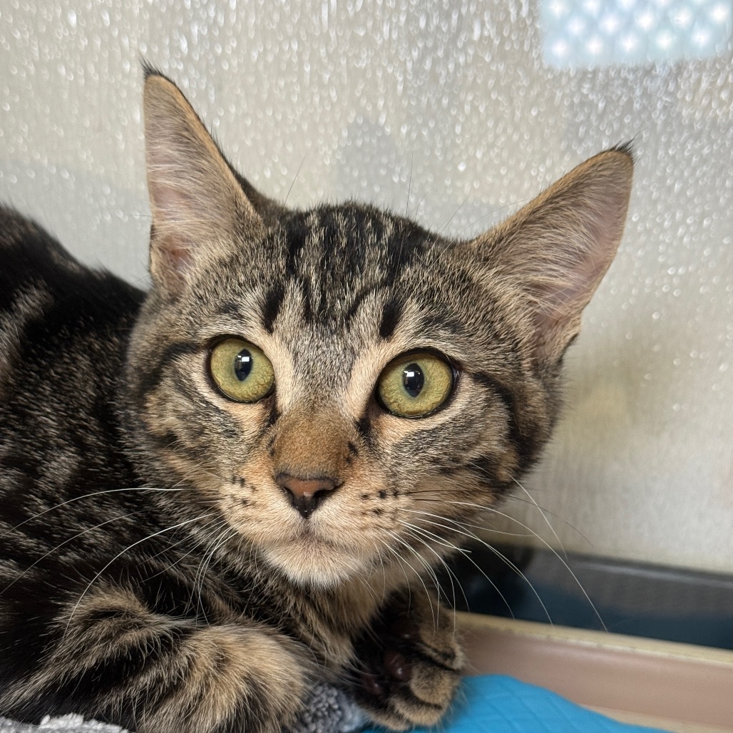EDDIE - Domestic Shorthair available for adoption