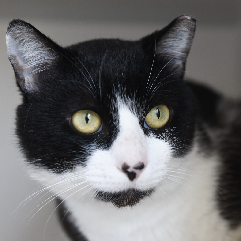 Alfred - Domestic Shorthair