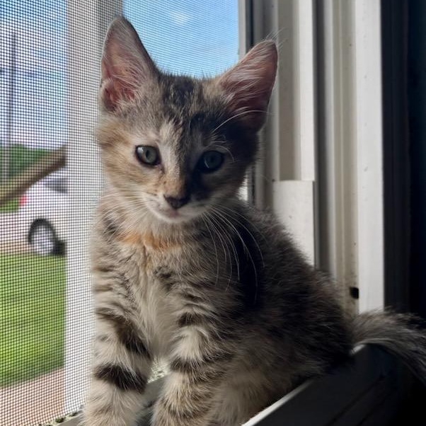 Bella
