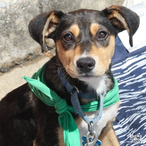 SAGE - Cattle Dog, Australian (Red Heeler) / Shepherd available for adoption