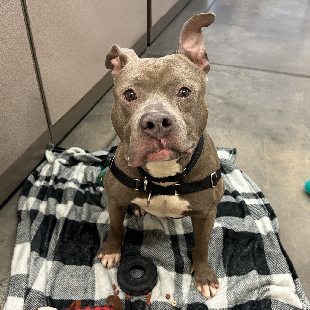 Photo of Blueberry Jam 16