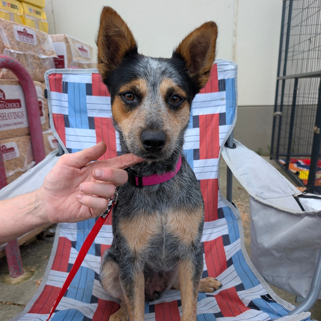 Maya — thumbnail 3