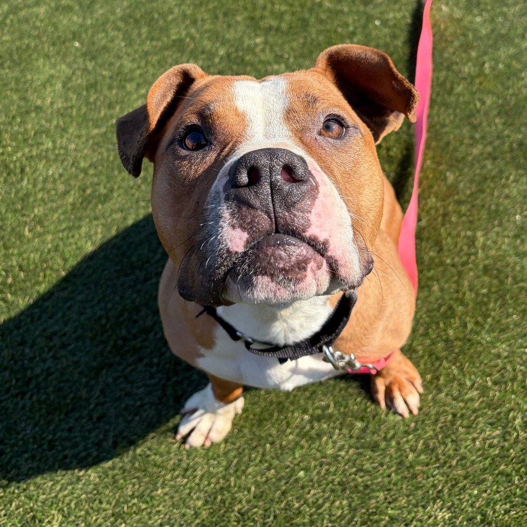 Scooby Doo — thumbnail 4