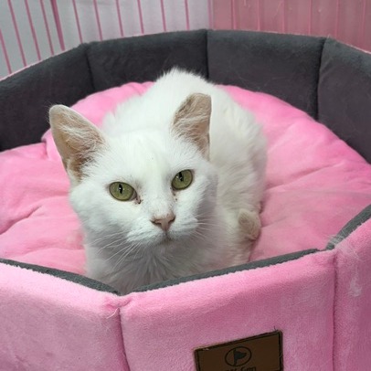 JAZMINE - Domestic Shorthair for adoption in Dayton