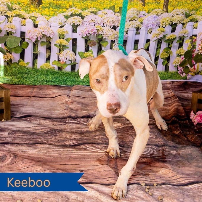 Keeboo