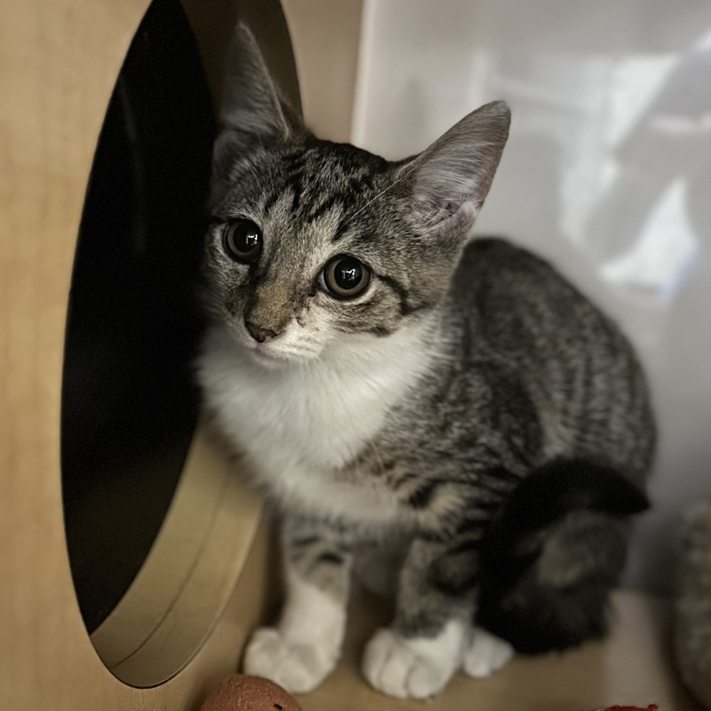BRITTLEBRUSH - Domestic Shorthair available for adoption