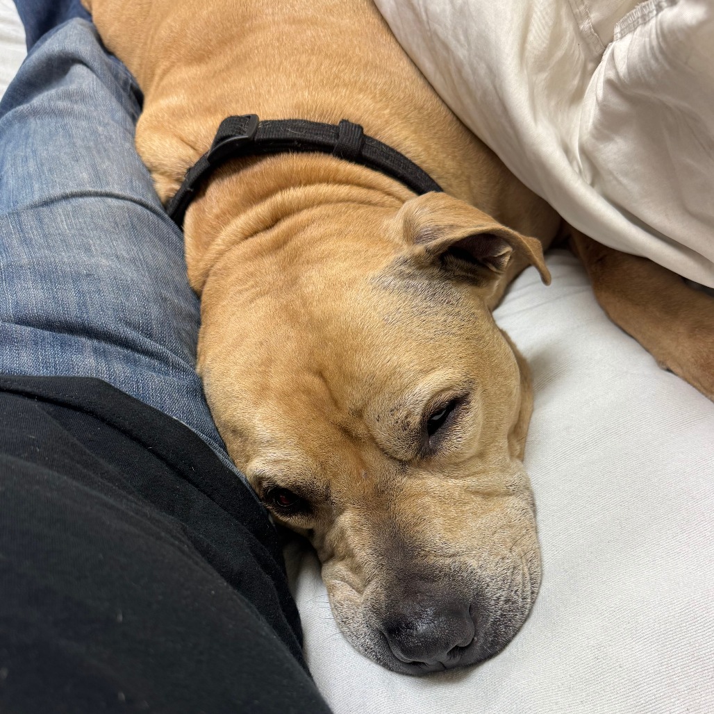 Sampson, photo 19