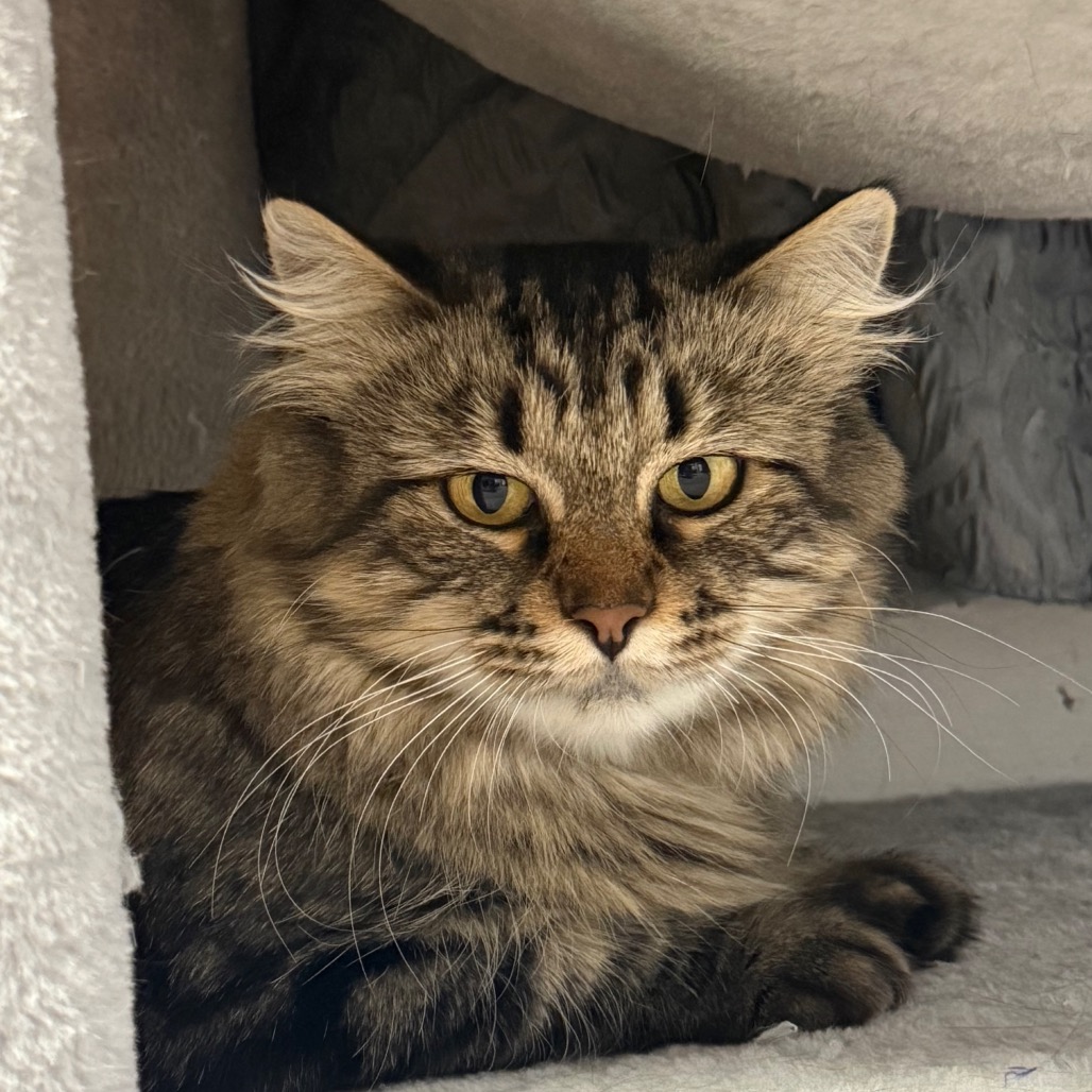 FREYA - Domestic Medium Hair available for adoption