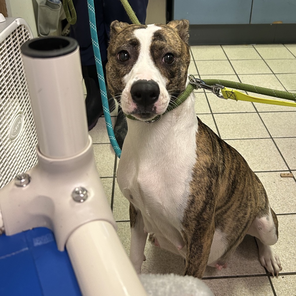 Ruby — thumbnail 2