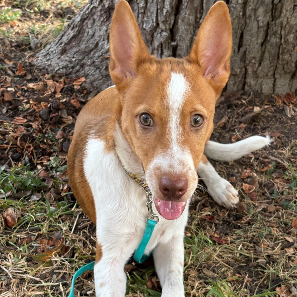 Ollie, photo 16