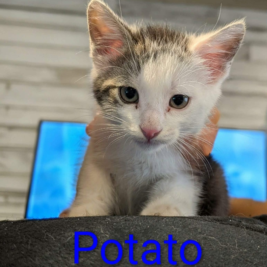 POTATO - Domestic Shorthair available for adoption