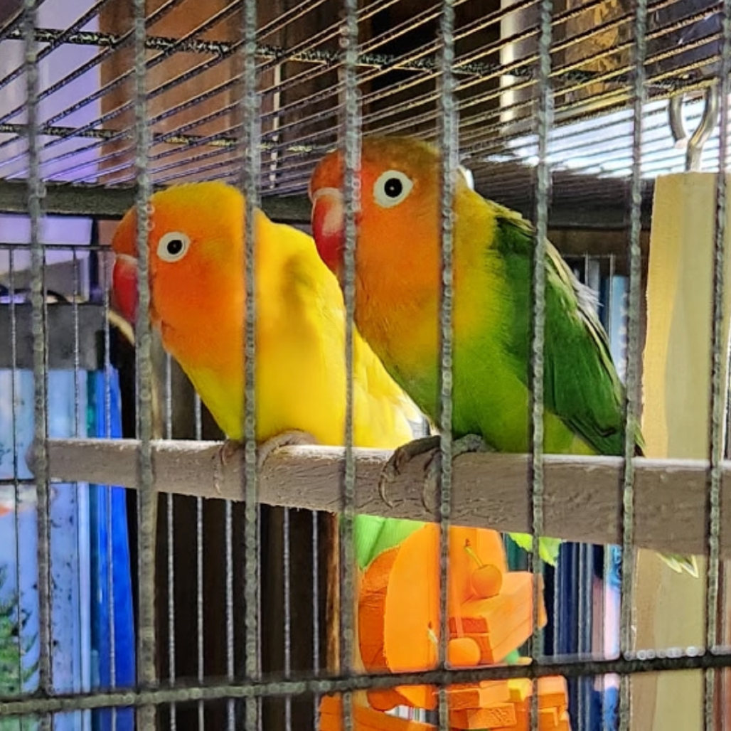 Kiwi
