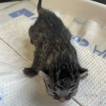 Tusc Stray 83853 2 3 4