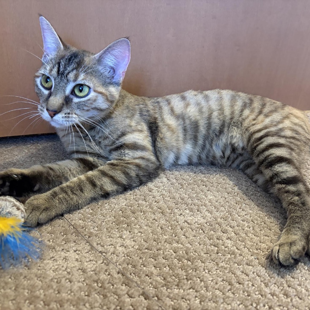 LUCY - Domestic Shorthair available for adoption