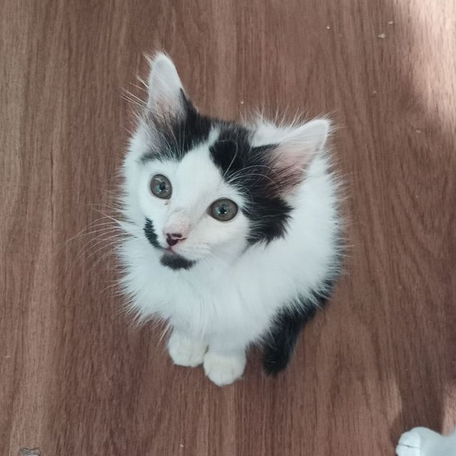 Frank